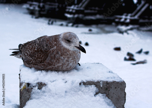 Fat seagull in snow in St. Petersburg
