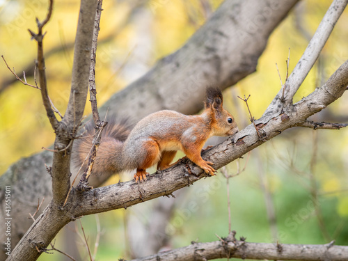 Squirrel in Autumn sits on a branch