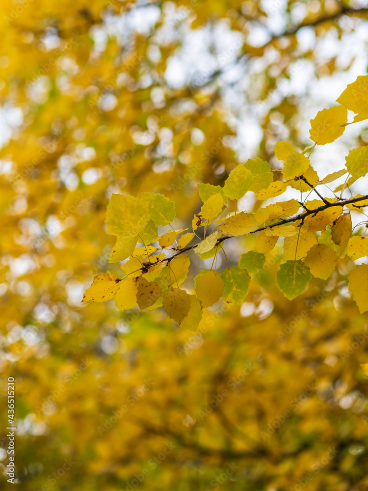 Obraz premium Aspen branches with yellow leaves in autumn