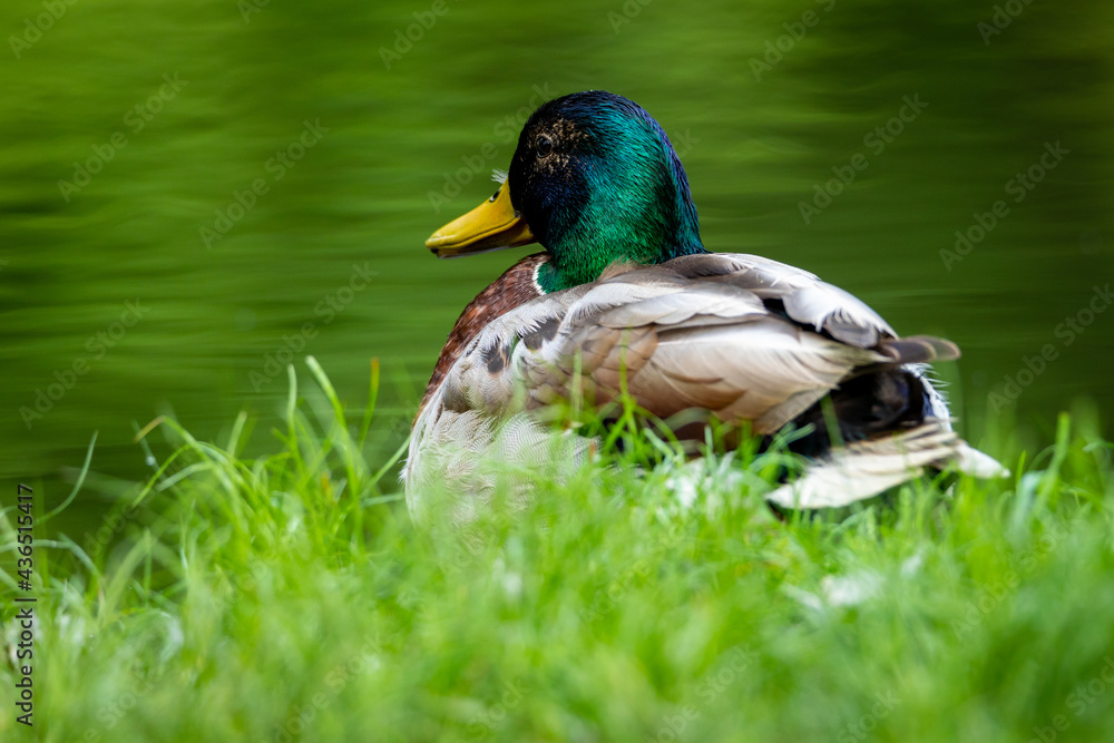 Obraz premium Mallard in the habitat. Male of water bird Mallard, ( Anas platyrhynchos ) Animal in the river habitat.