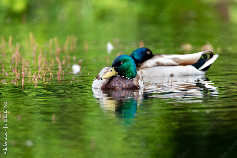 Obraz premium Mallard in the habitat. Male of water bird Mallard, ( Anas platyrhynchos ) Animal in the river habitat.