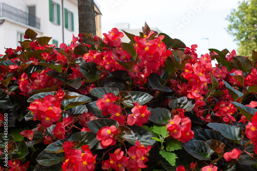 splendidi fiori rossi in primavera