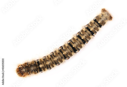 Oak Eggar caterpillar, Lasiocampa quercus isolated on white background, top view photo