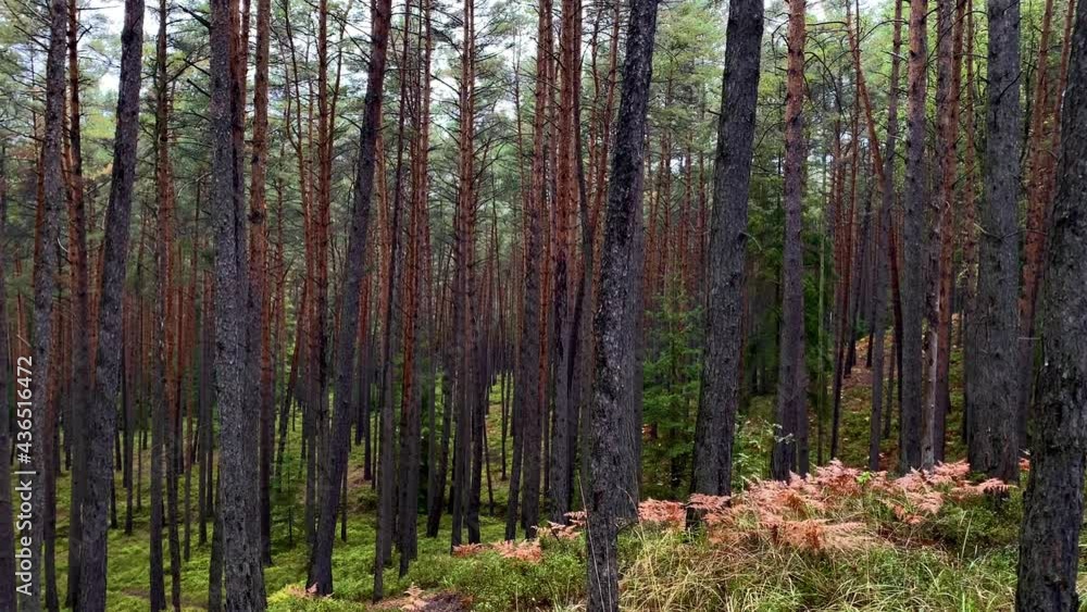 Panoramic view of pine forest in spring Panoramic view of pine forest in spring