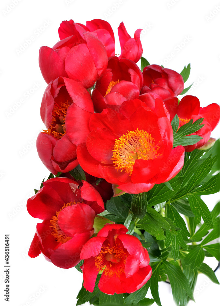 Red Wild peonies ,flower of the wild growing Paeonia tenuifolia,.macro, selective focus. Red Wild peonies ,flower of the wild growing Paeonia tenuifolia,.macro, selective focus.