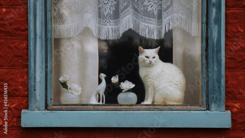 A beautiful white cat posing in front of a picturesque window in Akureyri, Iceland