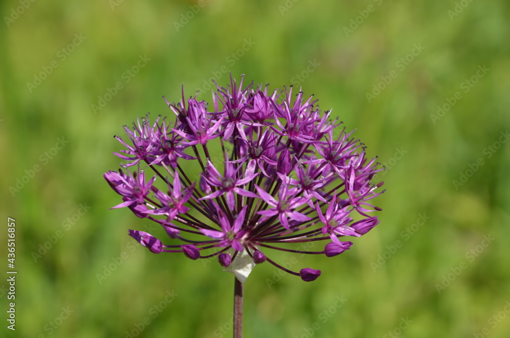 blooming onion on the field, purple onion on a green background blooming onion on the field, purple onion on a green background