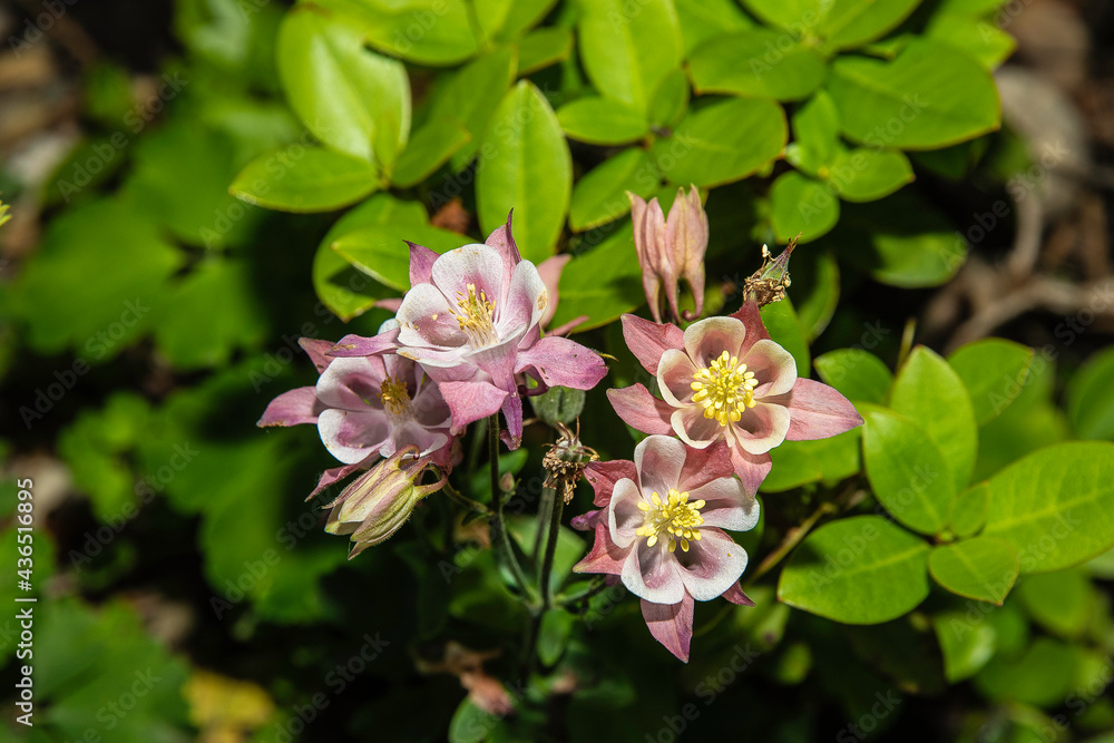 Spring time for blooming flowers in the garden. Spring time for blooming flowers in the garden.