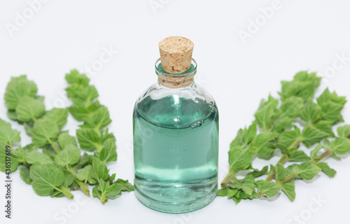wild plants, medicinal plants and vegetable oils. photo