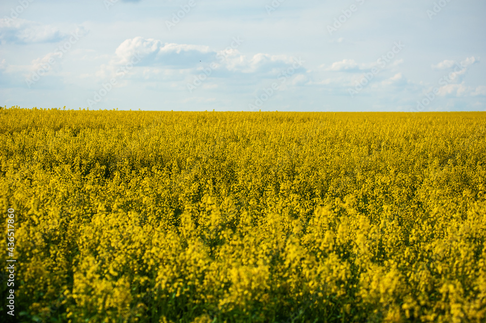 The agricultural field is sown with rapeseed. Yellow field and blue sky