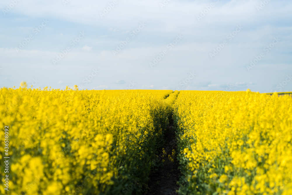 The agricultural field is sown with rapeseed. Yellow field and blue sky