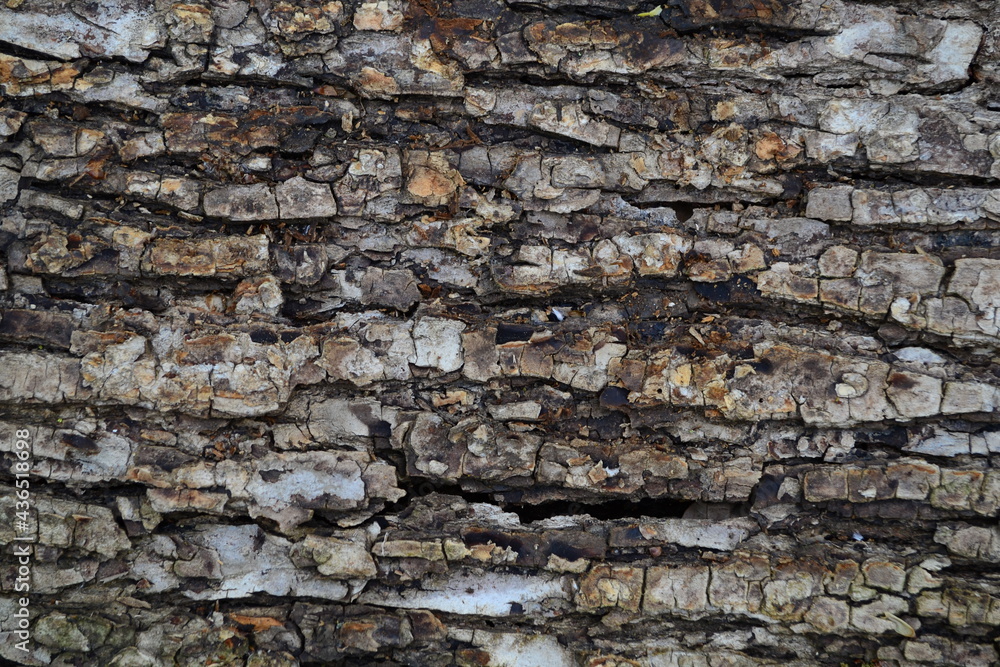 Horizontal drawing of the bark of a tree. Horizontal drawing of the bark of a tree.