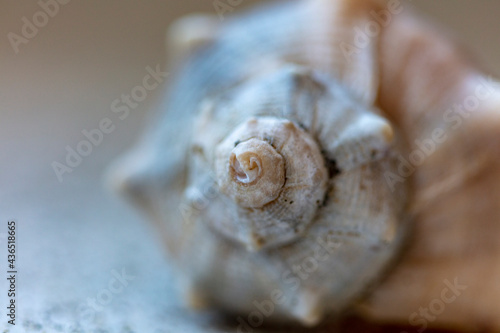 sea shell on the sand on a white background