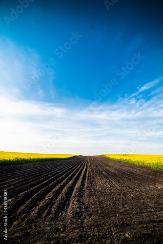 Fototapeta Naklejka Na Ścianę i Meble -  Yellow agricultural field and blue sky