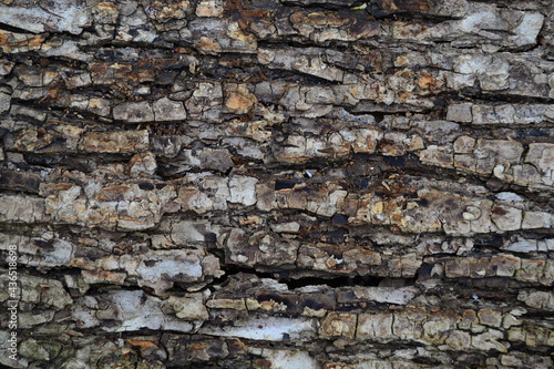 Horizontal drawing of the bark of a tree.