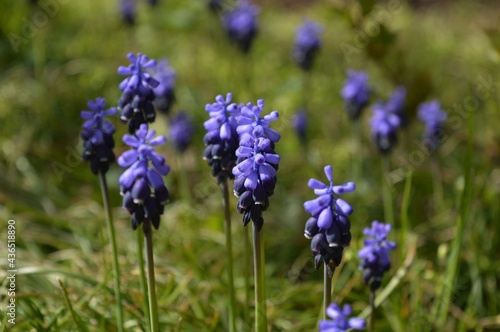 purple flowers in the meadow © oljasimovic