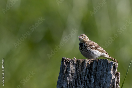 Small bird perched on tree stump