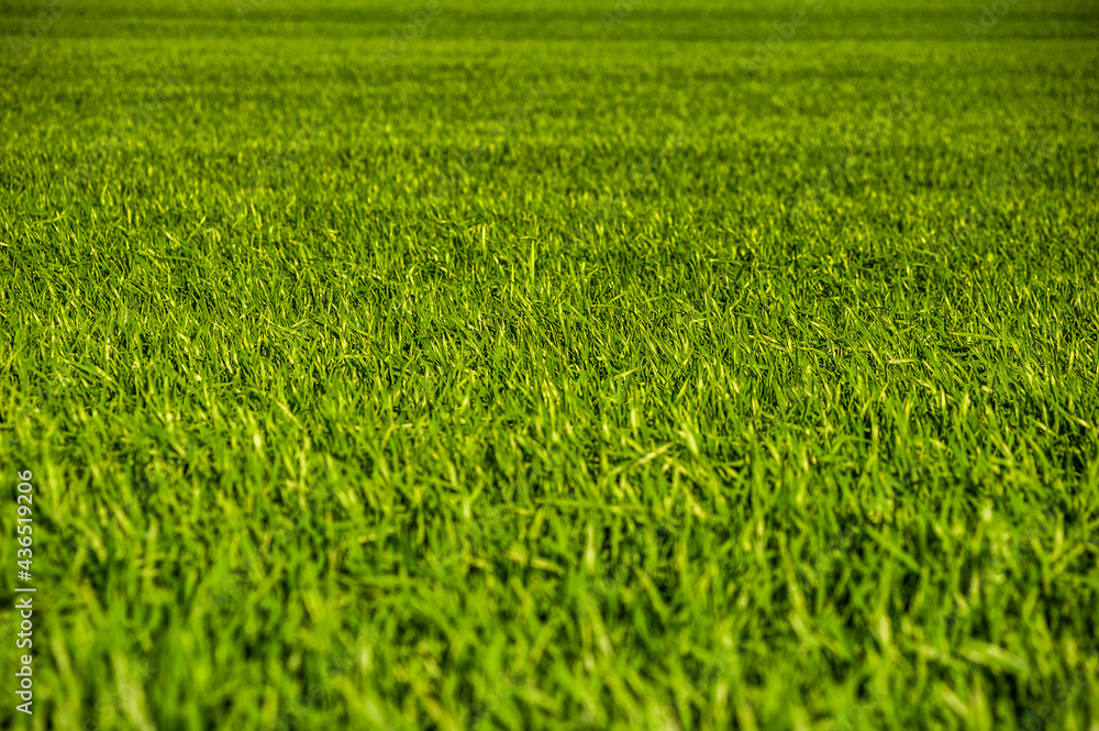 Agricultural green field with rye, wheat, cereals. Sunny day Agricultural green field with rye, wheat, cereals. Sunny day