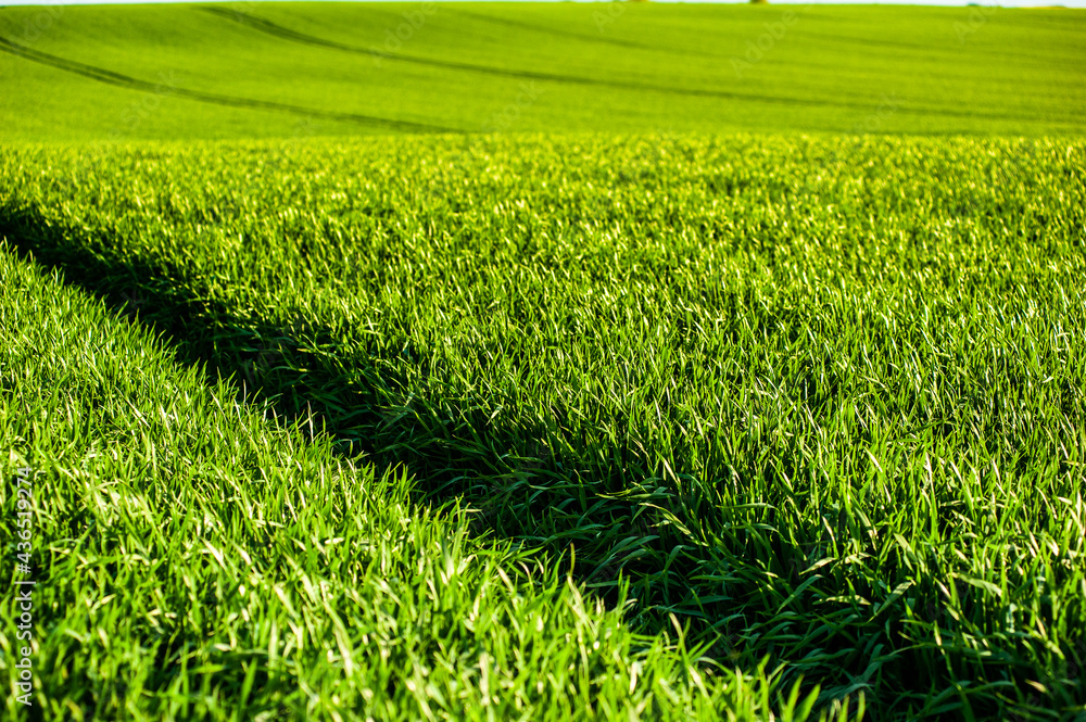 Obraz premium Green agriculture field with young rye. 