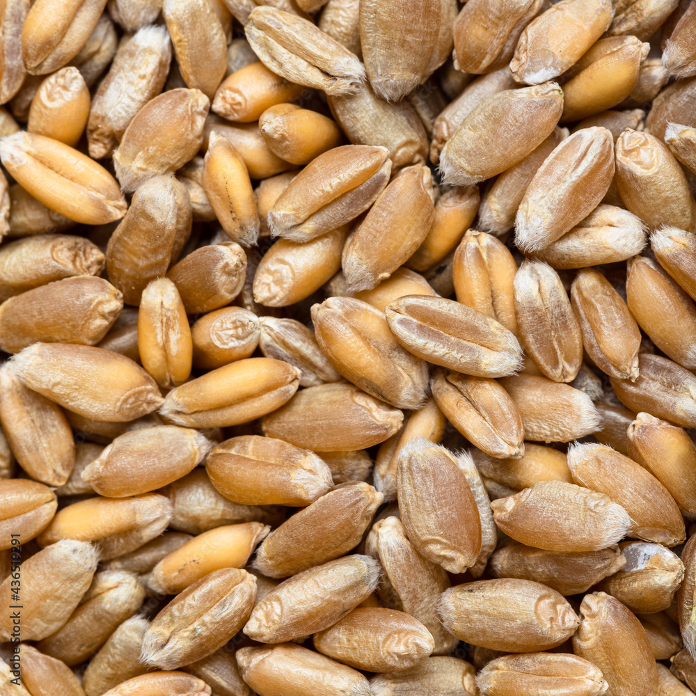 custom made wallpaper toronto digitalfood background - common wheat grains close up