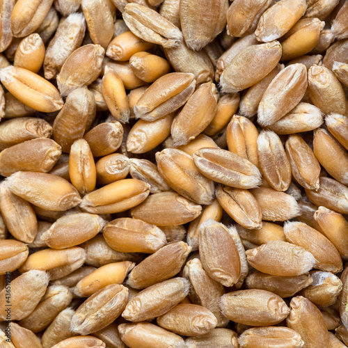 food background - common wheat grains close up