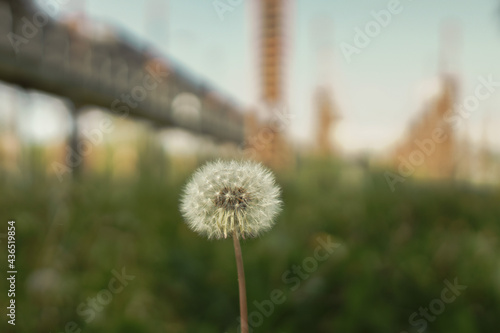 Dandelion at the park with factory in the background