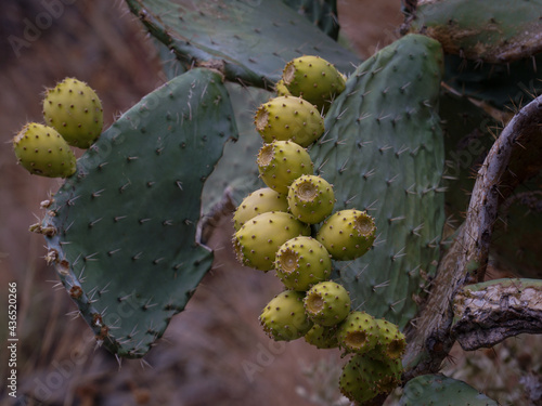 Prickly pears