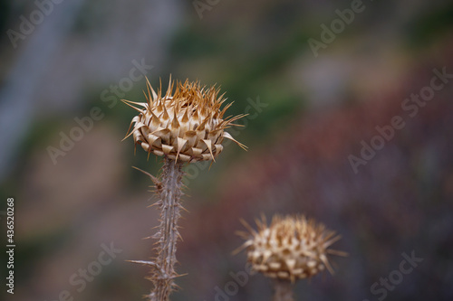 Dry thistle on a cliff