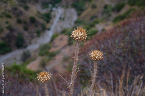 Dry thistle on a cliff