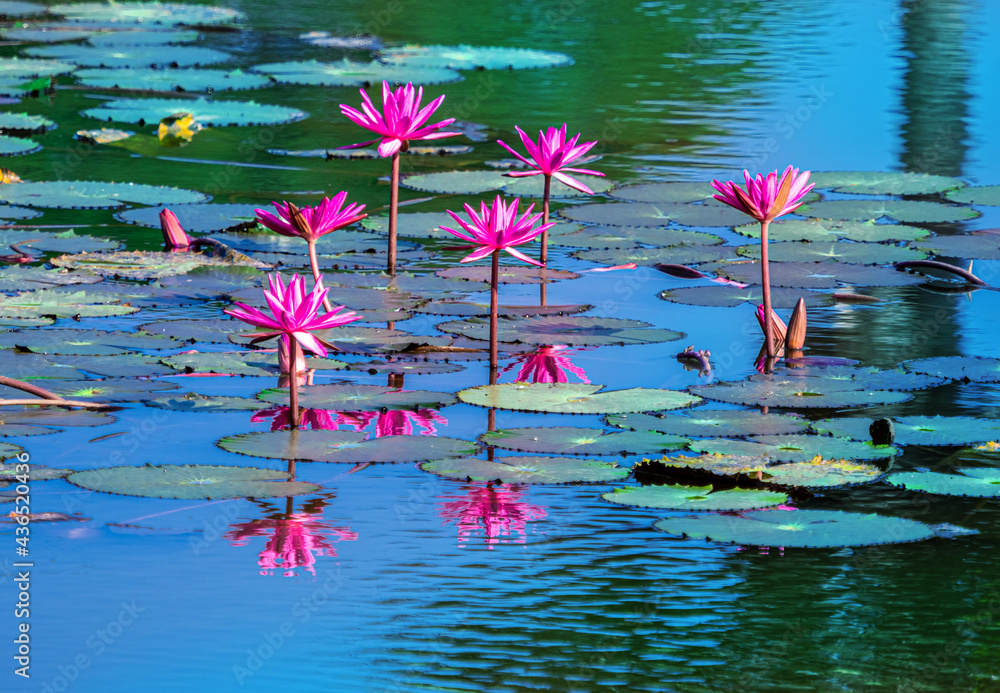 Φωτογραφία Beautiful purple lotus flowers outdoor and green leaves in the water in Cambodia