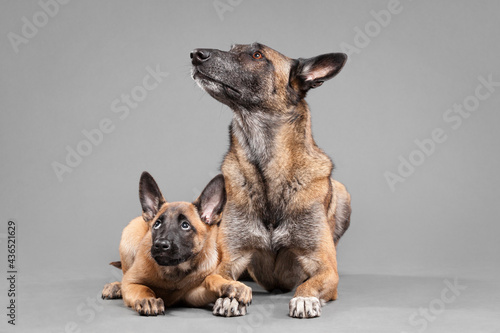 two malinois belgian shepherd dogs an older one and a puppy lying down on the floor in the studio on a gray background looking to the side