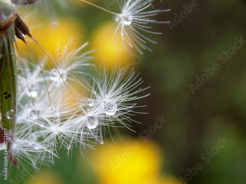 dandelion seeds and raindrops © oljasimovic