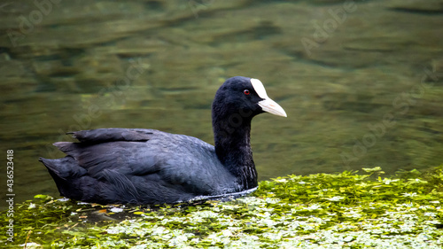 A Coot swimming in a river