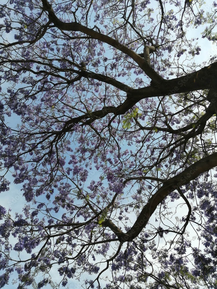 Fototapeta premium tree in spring