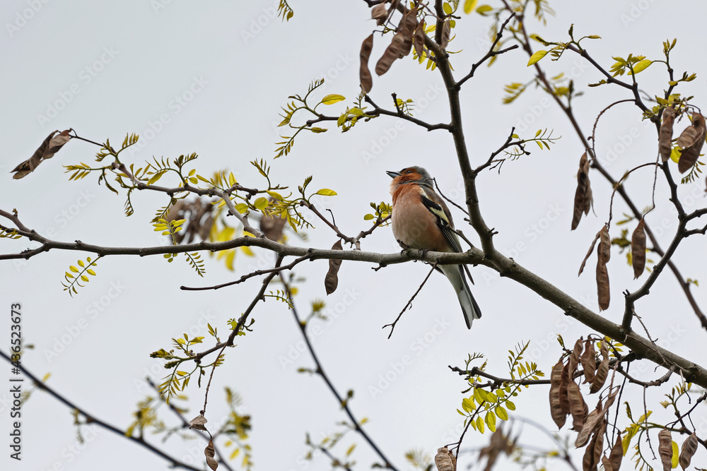 The chaffinch on a tree sings its spring song The chaffinch on a tree sings its spring song