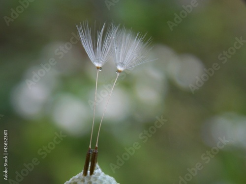 Fototapeta Naklejka Na Ścianę i Meble -  dandelion seeds and raindrops