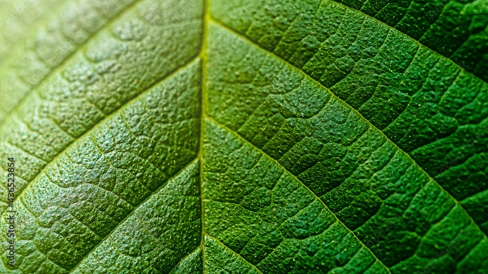 Green macro leaf of a tree, natural green background with sun glare Green macro leaf of a tree, natural green background with sun glare