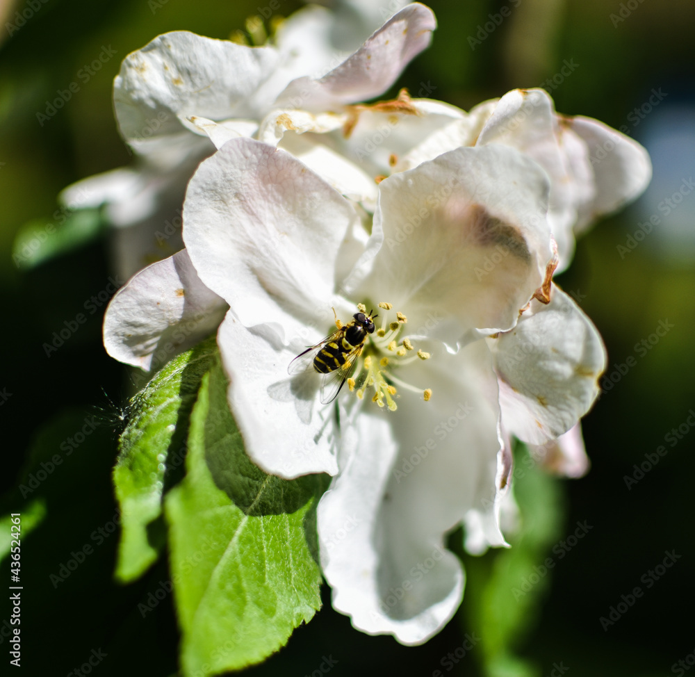 Obraz premium bee on a flower