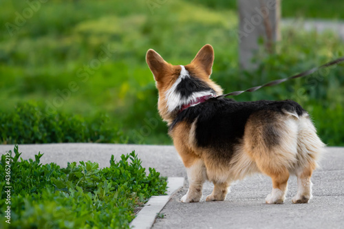 A Pembroke Welsh Corgi dog stands on a leash on a footpath and looks away from the camera. The pet is black red and white. Pure-blooded pet against the green grass on a walk in the city.