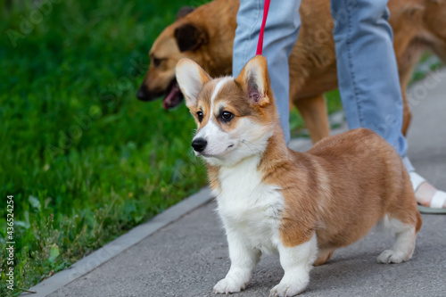 The dog breed Welsh Corgi cardigan of light red or fawn color carefully looks forward standing on a red leash next to the owner on a walk through the city. The pet puppy is 3 months old.