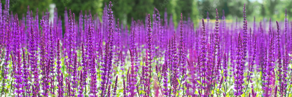 banner. purple flowers of decorative sage field. Beautiful summer violet floral natural background. lavender. Galitsky park banner. purple flowers of decorative sage field. Beautiful summer violet floral natural background. lavender. Galitsky park