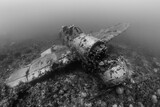 Jake, Japanese World War II sea plane wreck