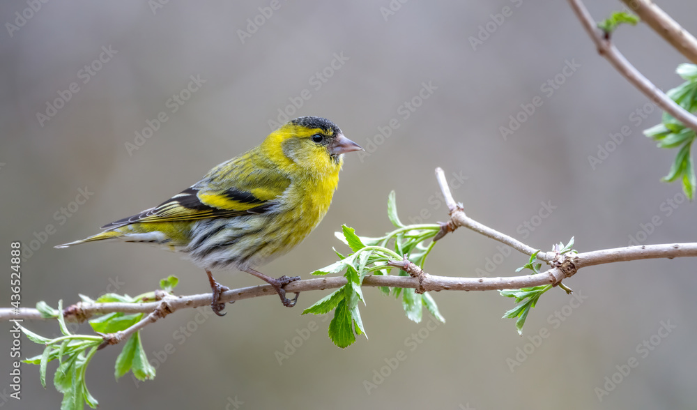bird, natur, tier, wild lebende tiere, baum, ast, spatz, schnabel, wild bird, natur, tier, wild lebende tiere, baum, ast, spatz, schnabel, wild