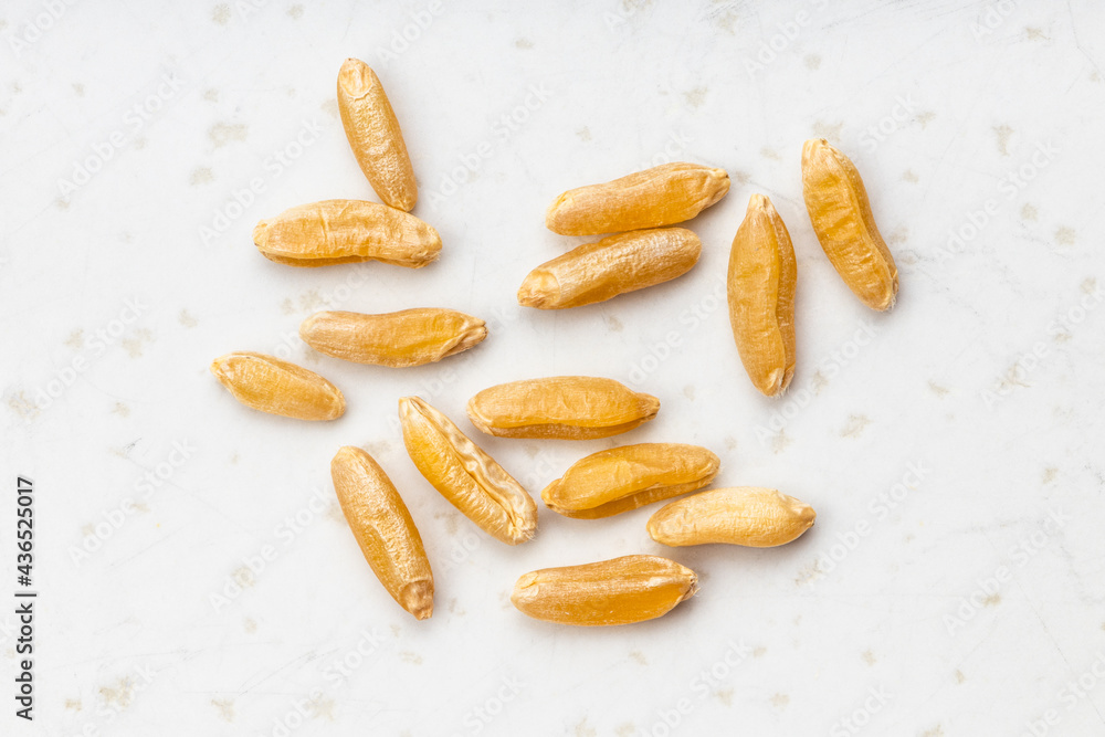 several Kamut Khorasan wheat grains on gray several Kamut Khorasan wheat grains on gray