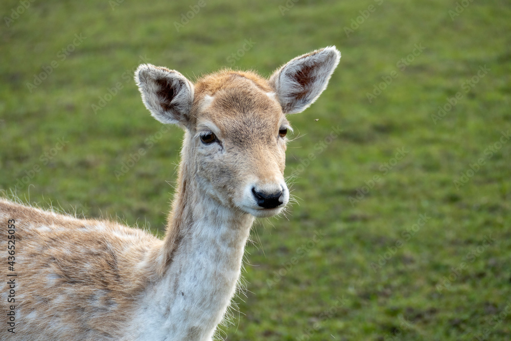 Damwild Damtier Weibchen, Hirschkuh  auf einer Wiese