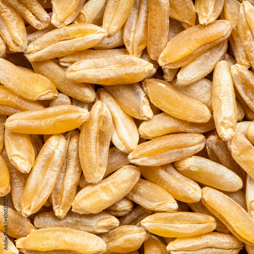 Kamut Khorasan wheat grains close up photo