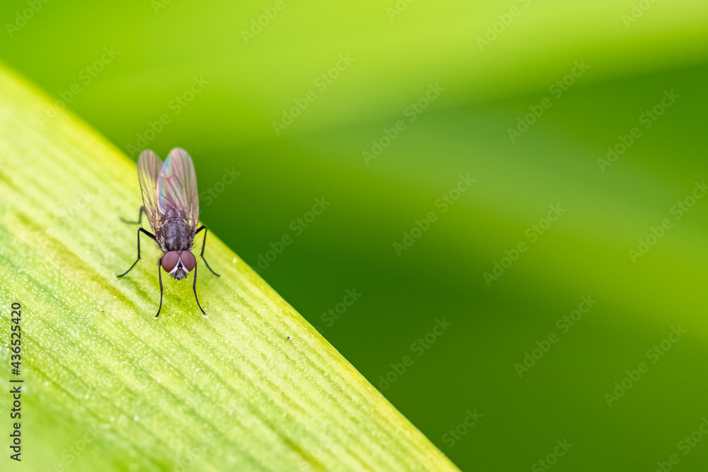 Naklejka premium A fly standing on a leaf in the garden 