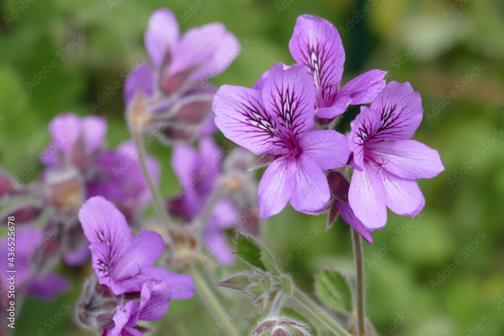 Fototapeta premium Blüte von einer Duftgeranie, pelargonium cucculatum.