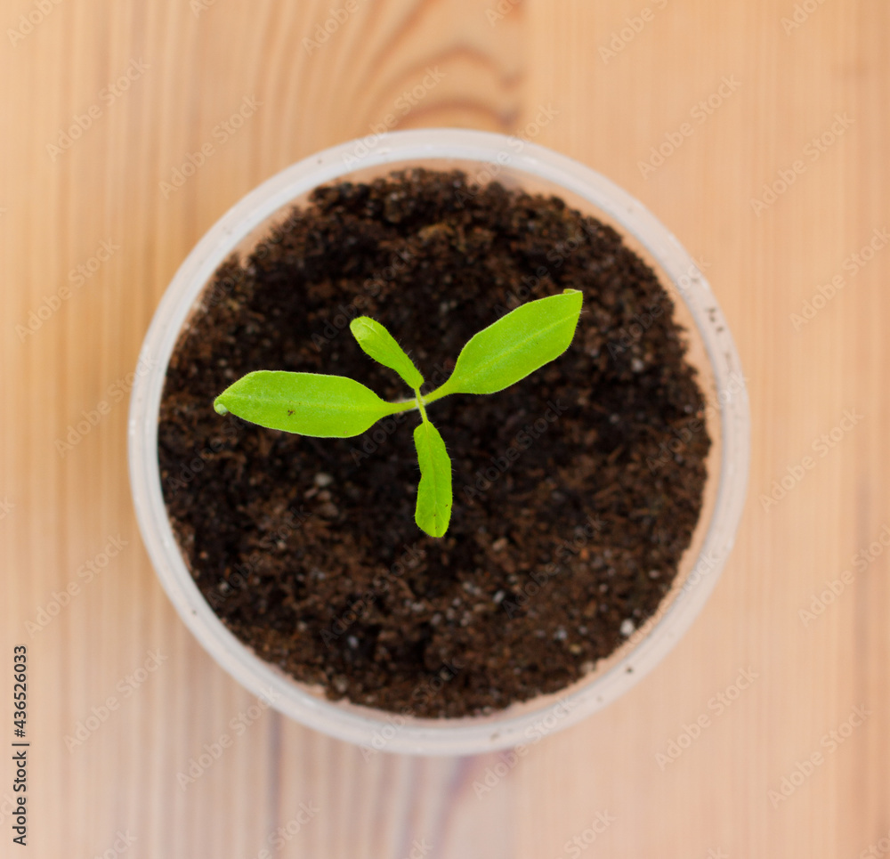 Tomato seedling with leaves growing out of soil in a pot Tomato seedling with leaves growing out of soil in a pot