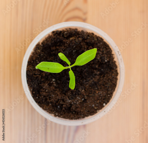 Tomato seedling with leaves growing out of soil in a pot